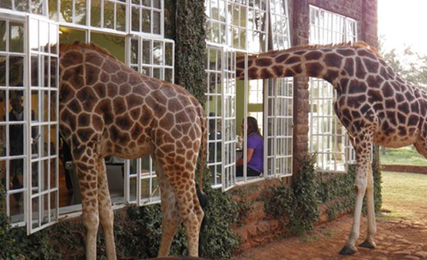 giraffe-manor-nairobi-a-kenyan-sanctuary-safari-01