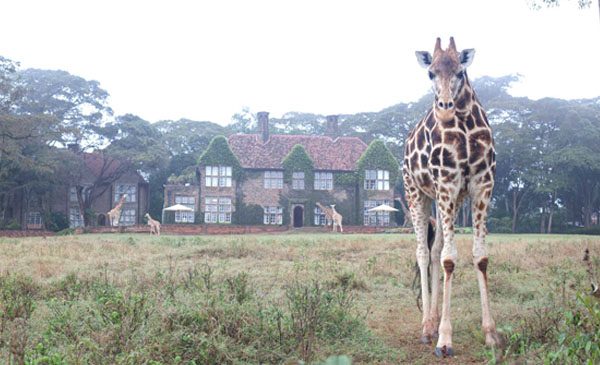 giraffe-manor-nairobi-a-kenyan-sanctuary-safari-06