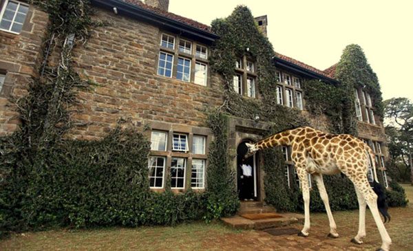 giraffe-manor-nairobi-a-kenyan-sanctuary-safari-09